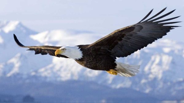 De Oído a Oído: Águilas Doradas Rionegro … vuela alto | Capsulas de Carreño
